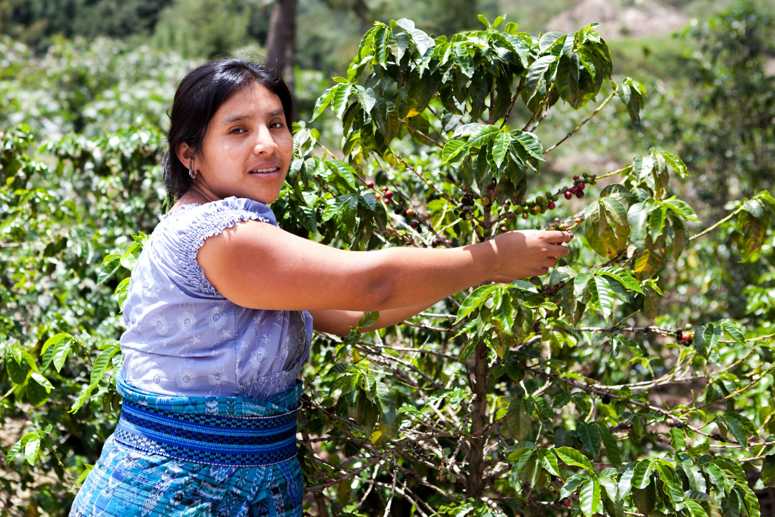 Indigenous Peoples Plant The Seeds Of Food Security Tenure Facility